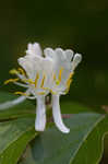 Amur honeysuckle